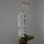 Guarracino Hotel Capri